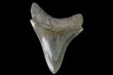 Serrated Fossil Megalodon Tooth #129989-2